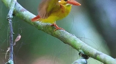 Kingfisher - кралски риболов